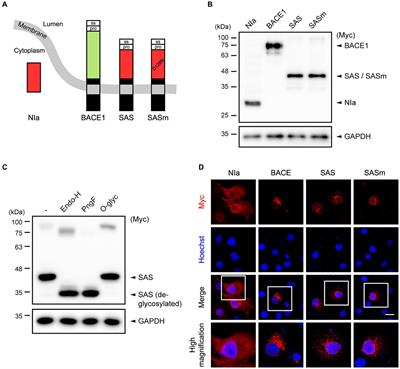 Therapeutic effects of a novel synthetic α-secretase